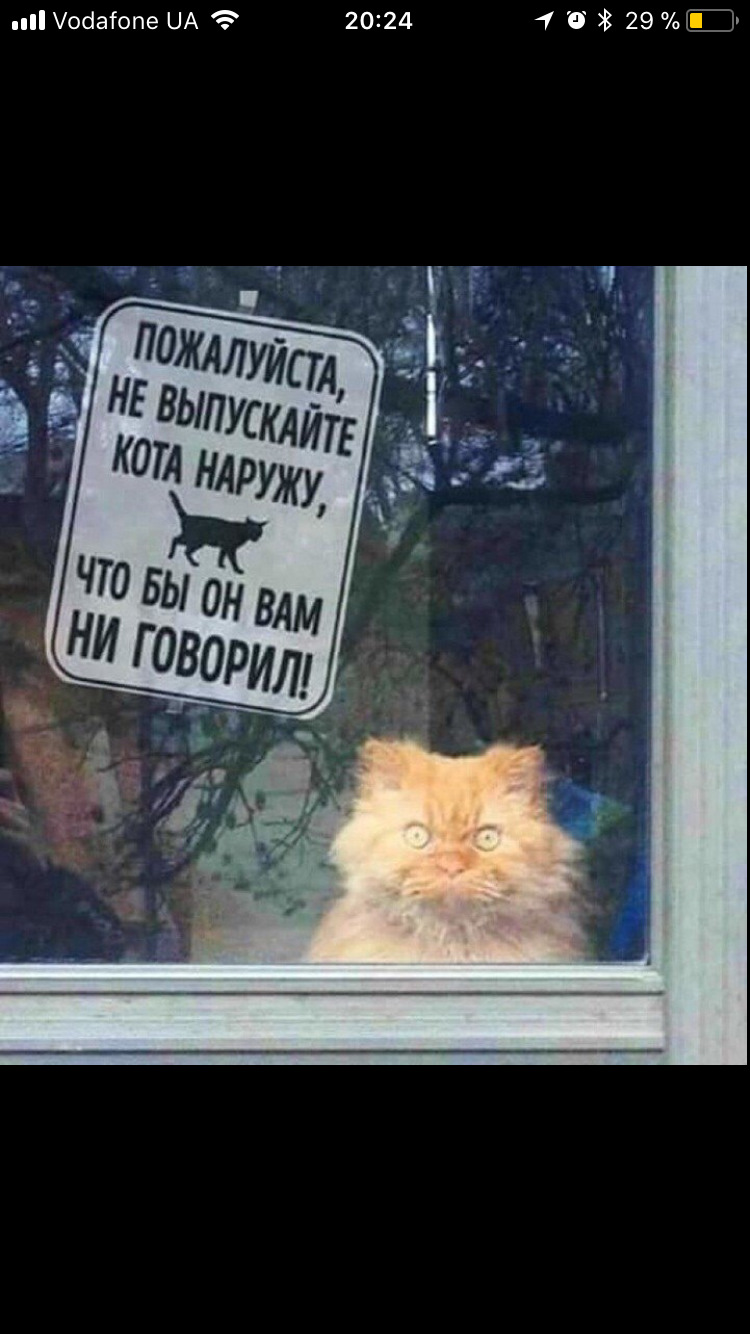 Кіт - автолюбитель) 3