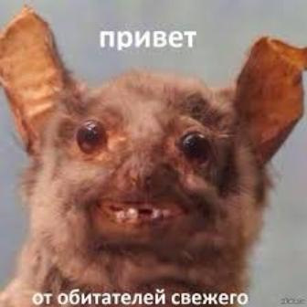 Якого ШРУСа? 1
