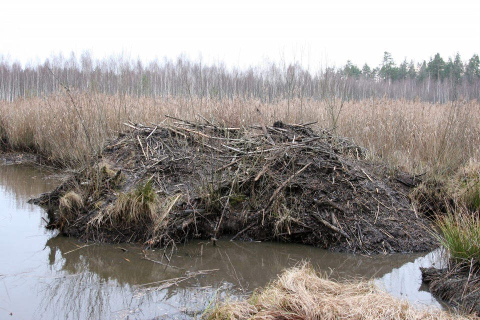 Бобротрофі 1