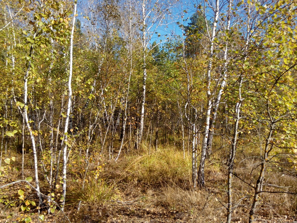 Осінь красунь, Кульгавий Жорик і режим  Джипер SOS 3