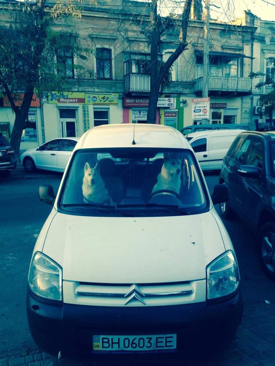 Одеська собача родина їде у своїх справах