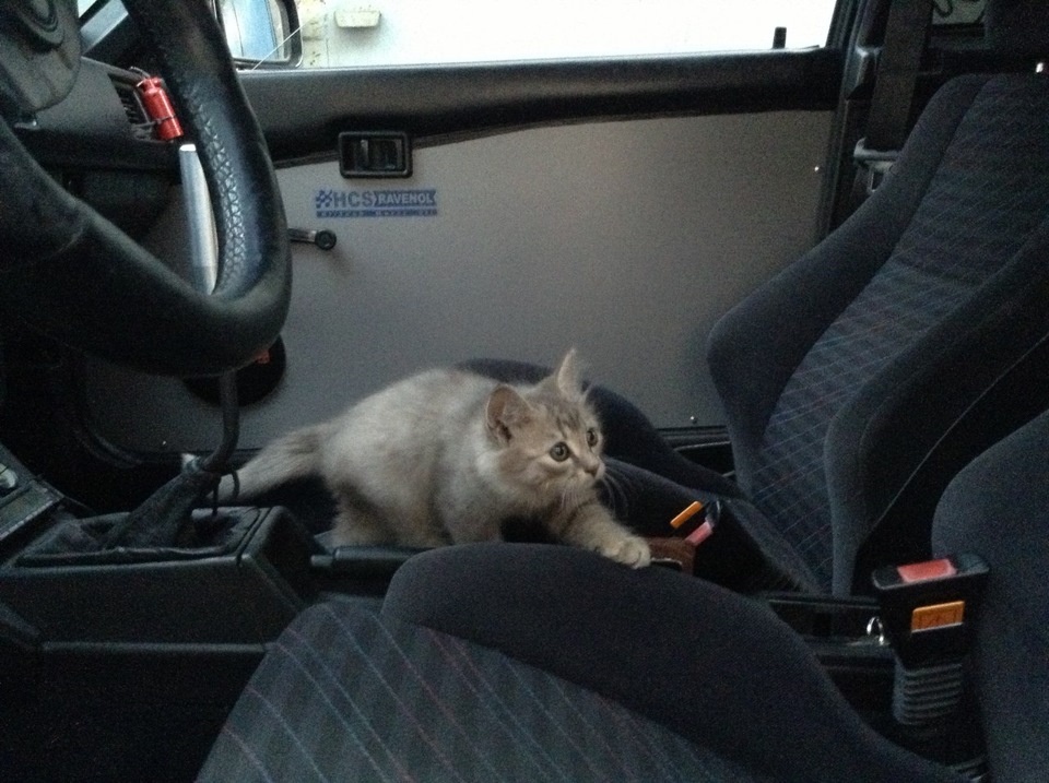 Коте :) 2