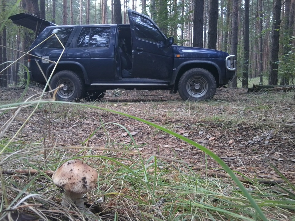 Прогулянка до Лісу 1