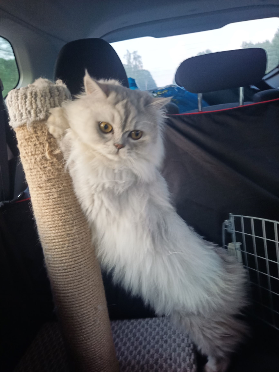 Котик (Москва-Мінськ, 11.07.2021) 3