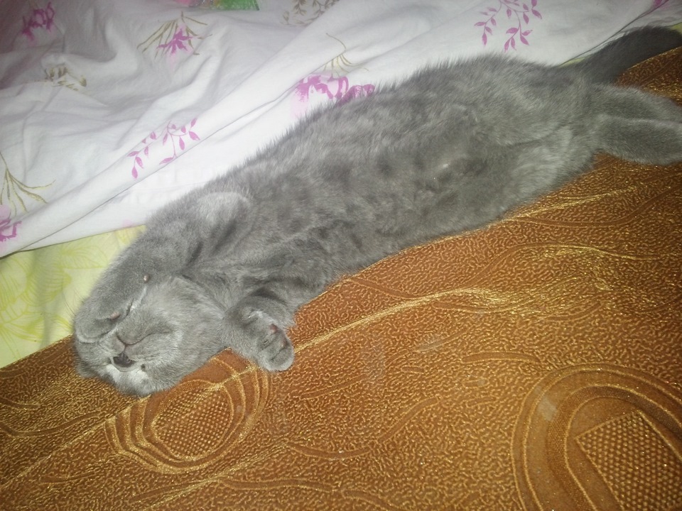 ღღღ Мій ласкавий і ніжний звір :D ღღღ 4