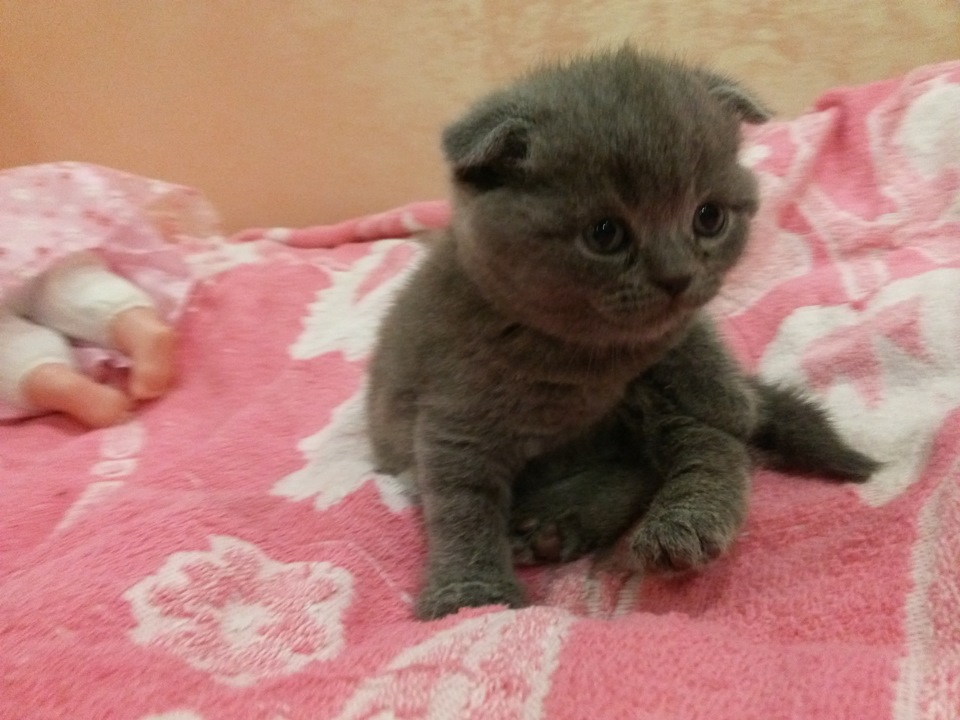ღღღ Мій ласкавий і ніжний звір :D ღღღ 1