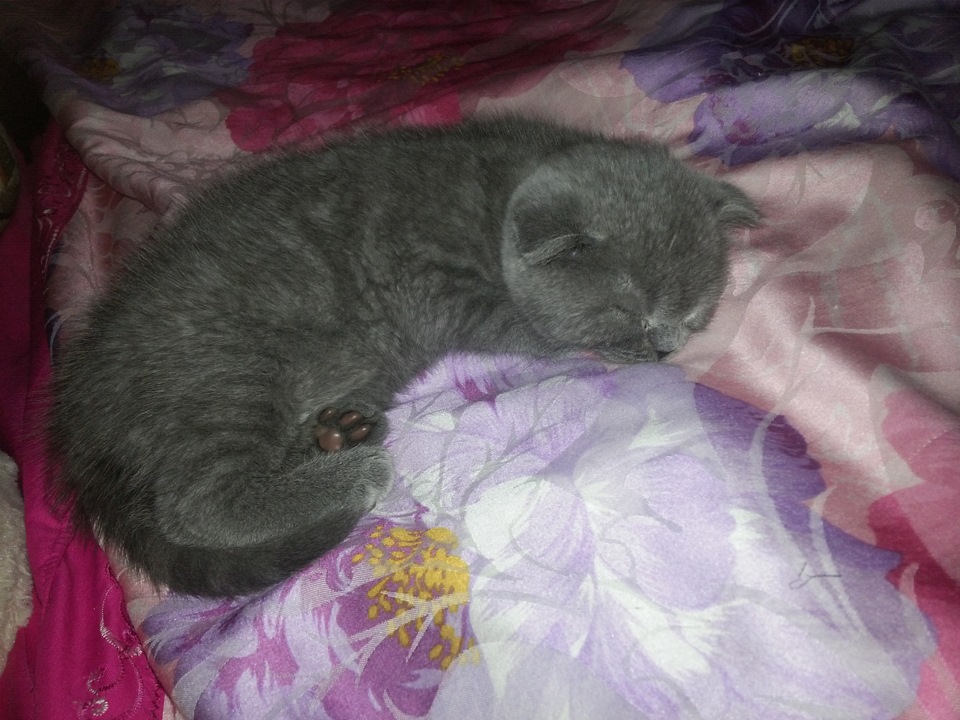ღღღ Мій ласкавий і ніжний звір :D ღღღ 3