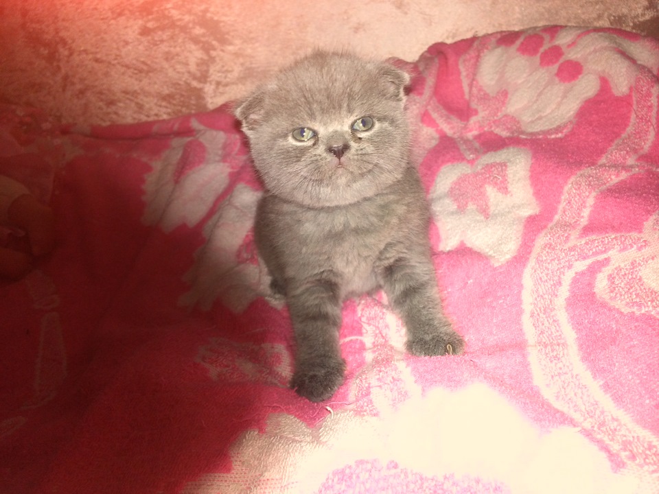 ღღღ Мій ласкавий і ніжний звір :D ღღღ 2