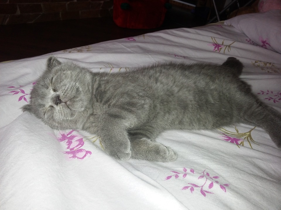 ღღღ Мій ласкавий і ніжний звір :D ღღღ 5
