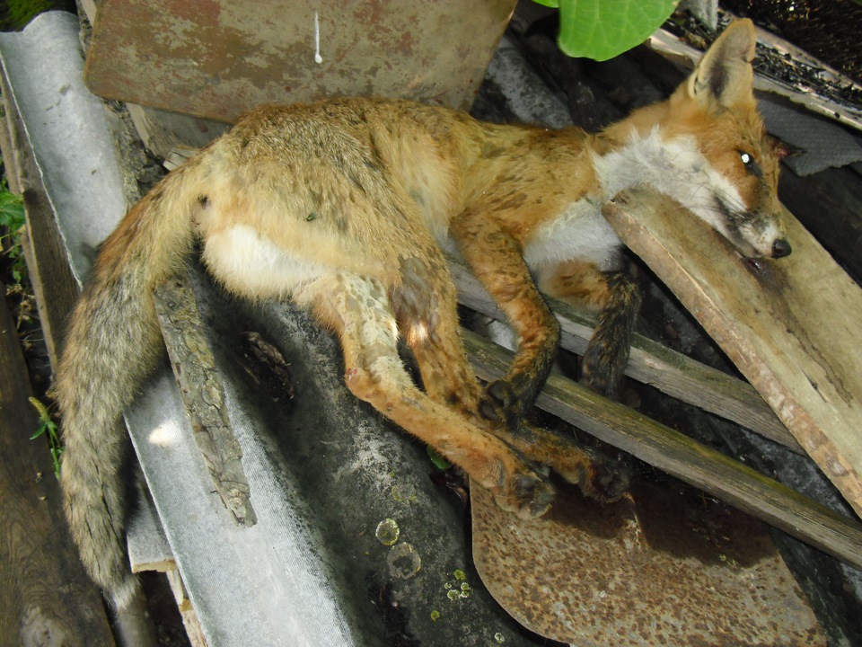 What does the fox say? 1
