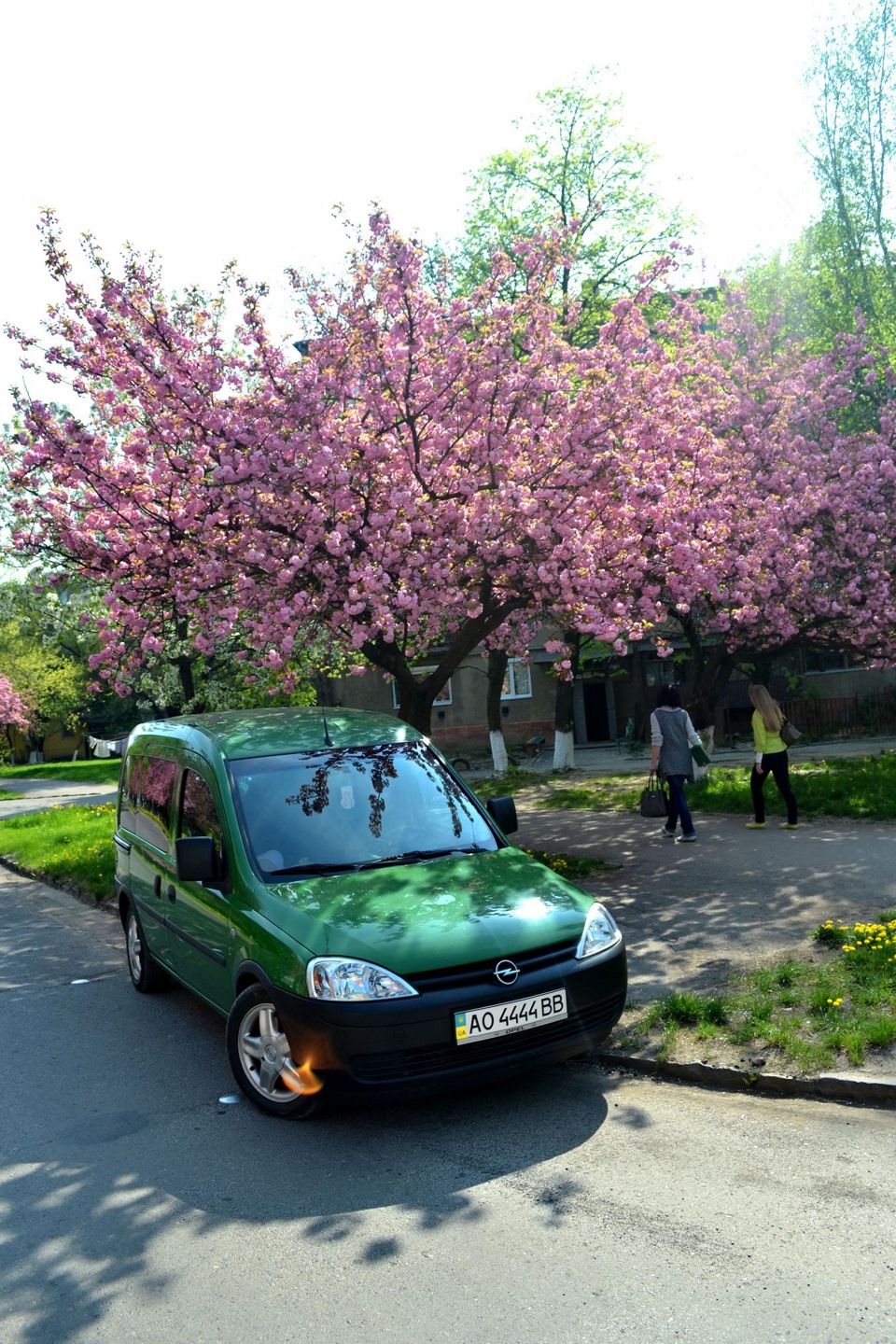 Цвітіння сакур 2