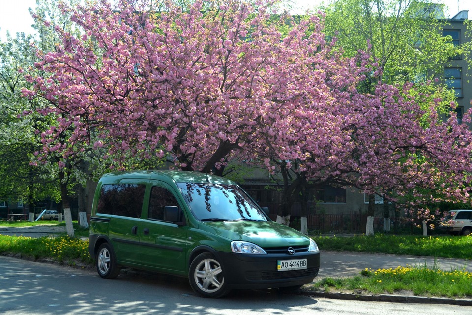 Цвітіння сакур 1
