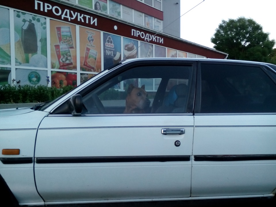 Нічого особливого, просто собака за кермом... 2