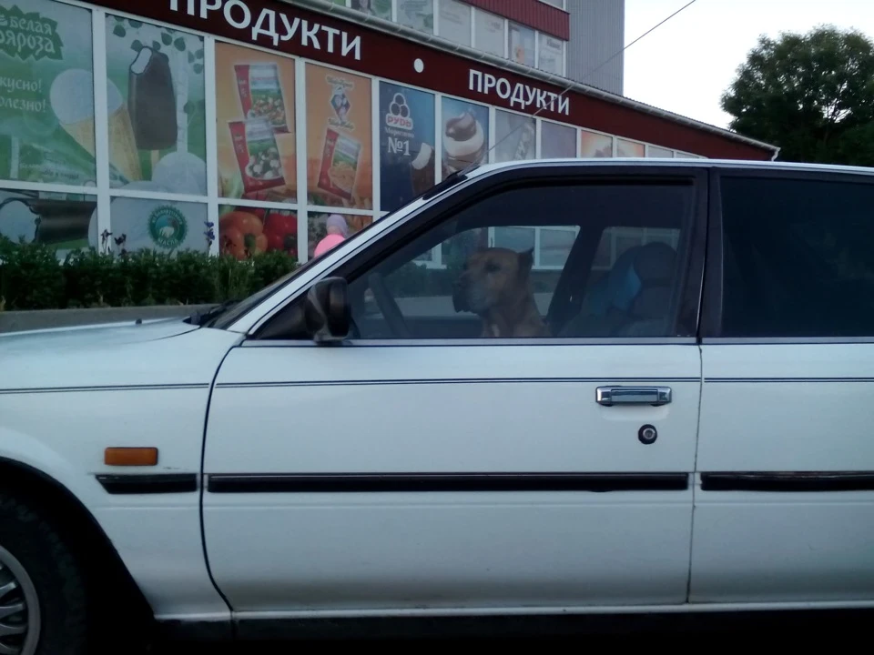 Нічого особливого, просто собака за кермом...