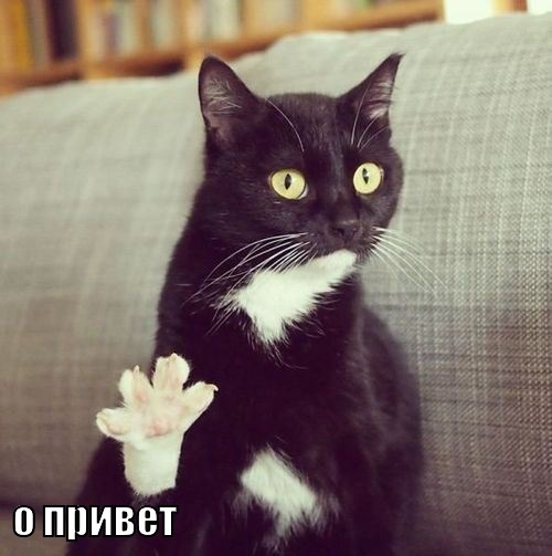 Піастри? Хіба я пірат?! 1