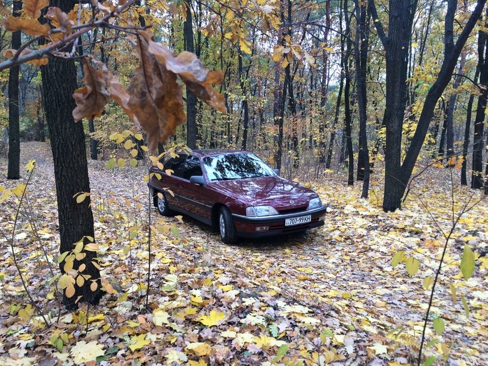 Осінні фарби 5