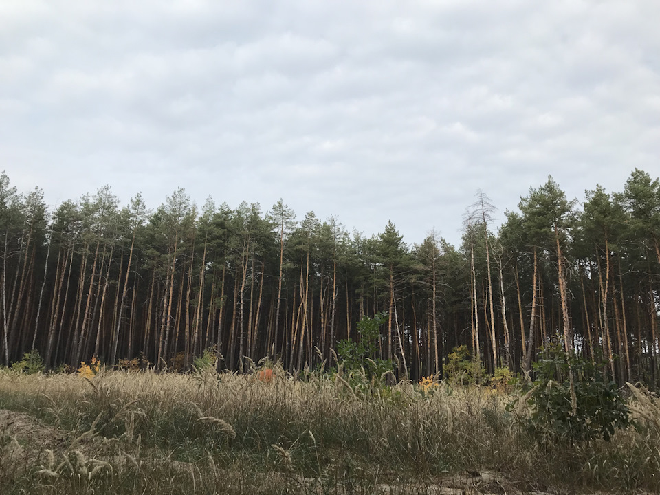 Прогулянка лісом! І трохи нових друзів… 3