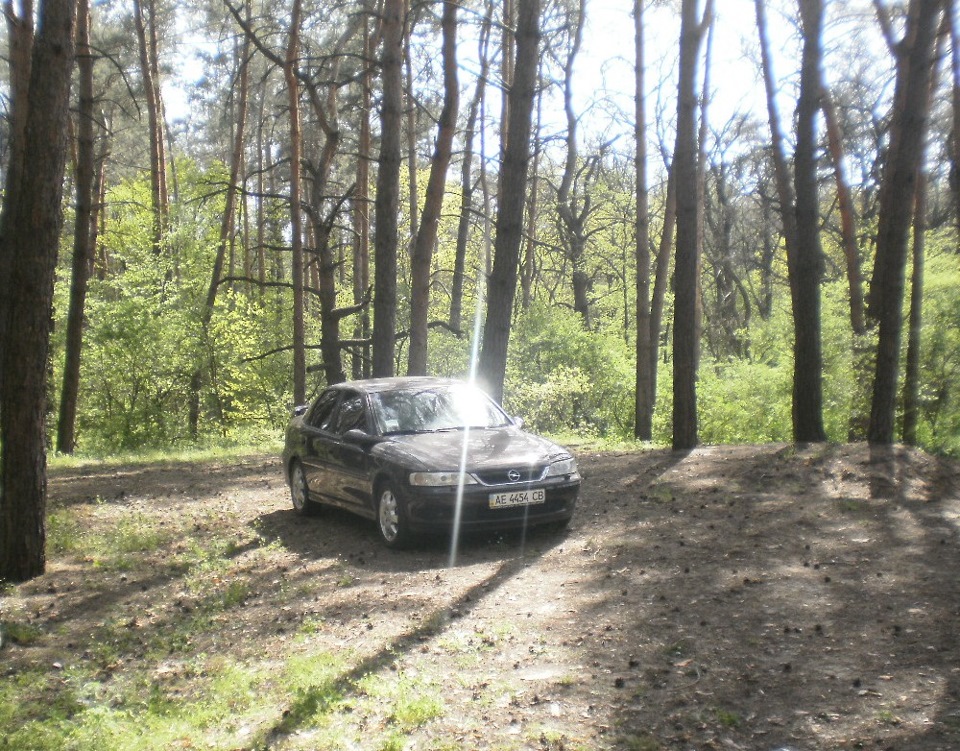 Травнева фотосесія Вектра в сосновому лісі 2