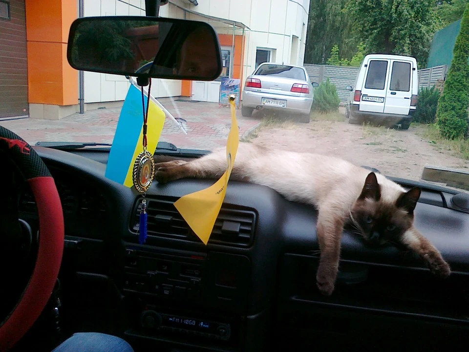 Поліролька торпеди