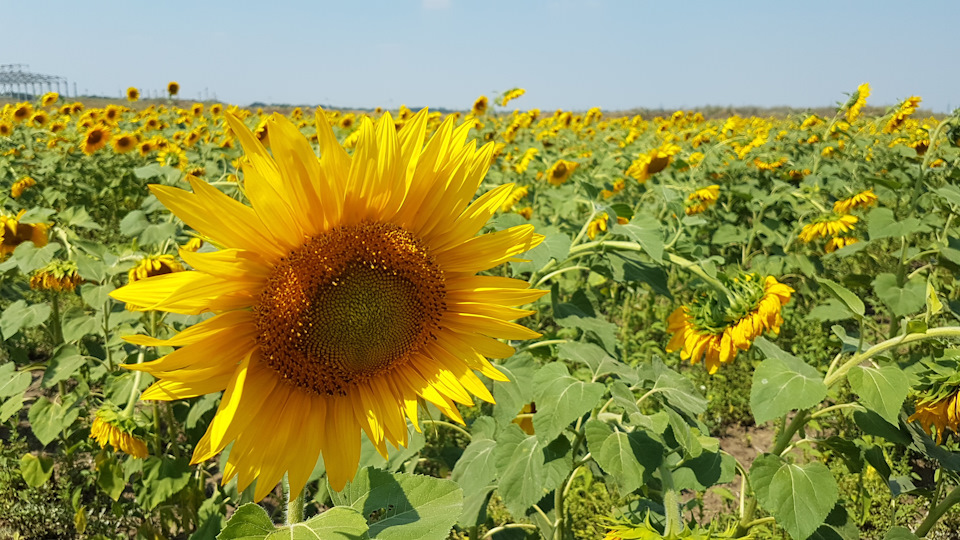 Кілька літніх фото 1