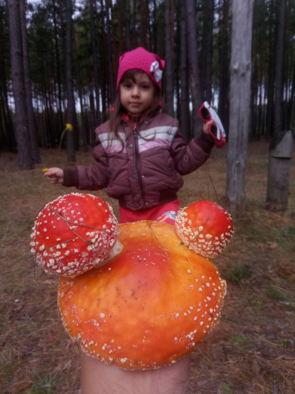А ми в ліс за Грибами! 2