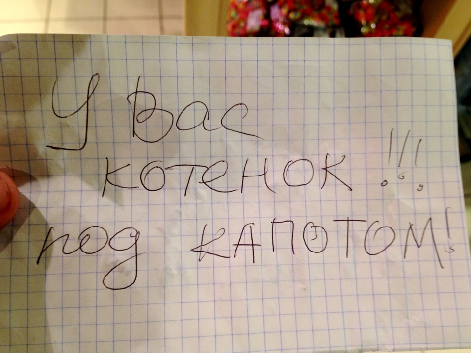 У вас кошеня під капотом! 1