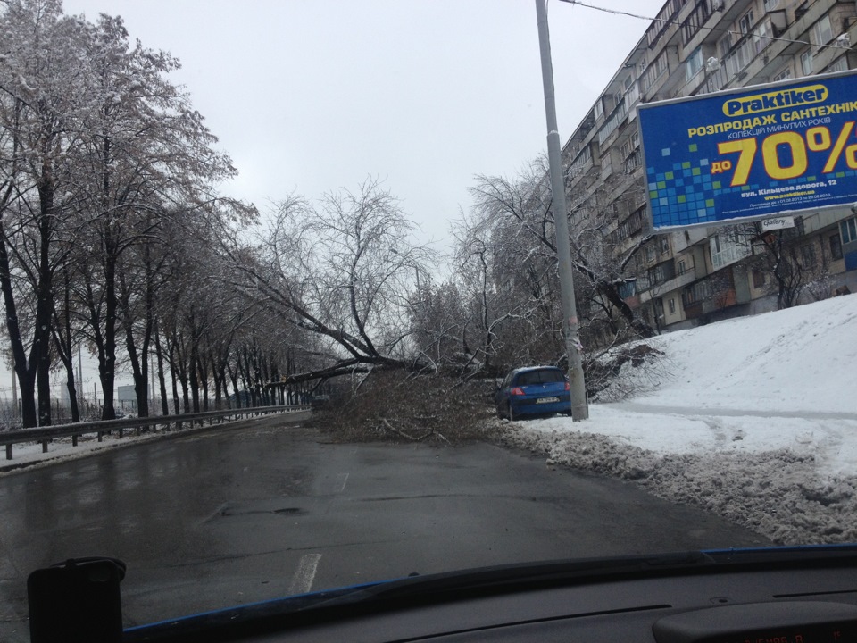 Впало дерево 1
