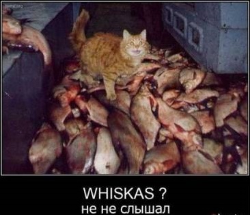 заголовок Власна особа сера Ірмшера!))) 2