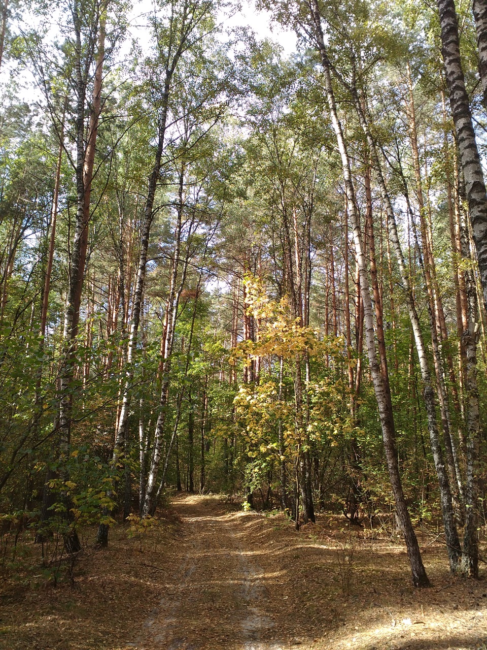 Осінь Осінь 5