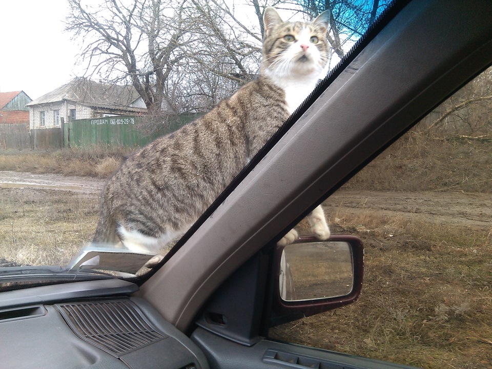 Позитивник! 1