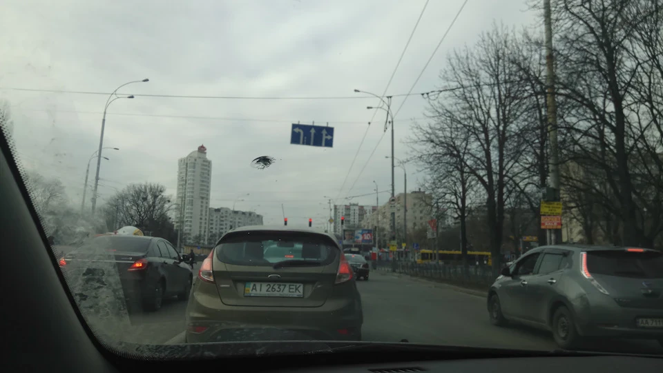 Неприємний подарунок від піоболи, мера-боксера ...