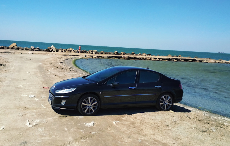 Лев на водопої 1