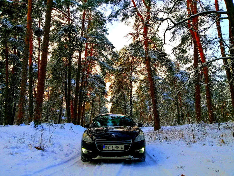 Засніжений хвойний ліс і зимова 508я 2