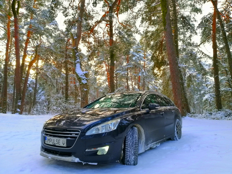Засніжений хвойний ліс і зимова 508я 4