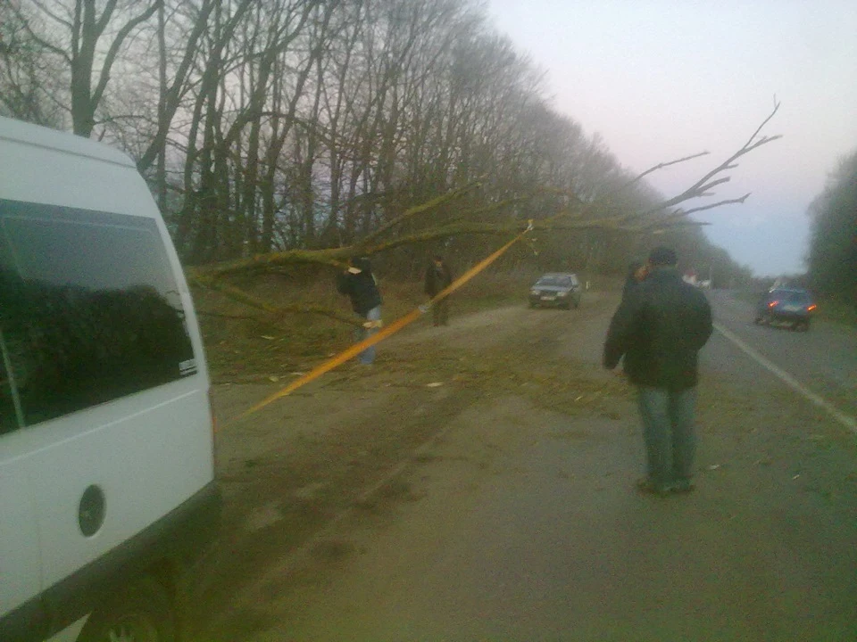 Впало дерево