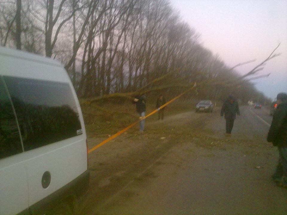 Впало дерево 3