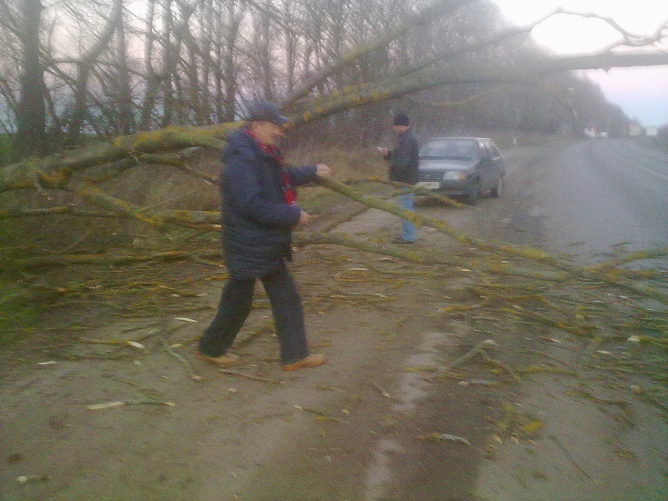 Впало дерево 2