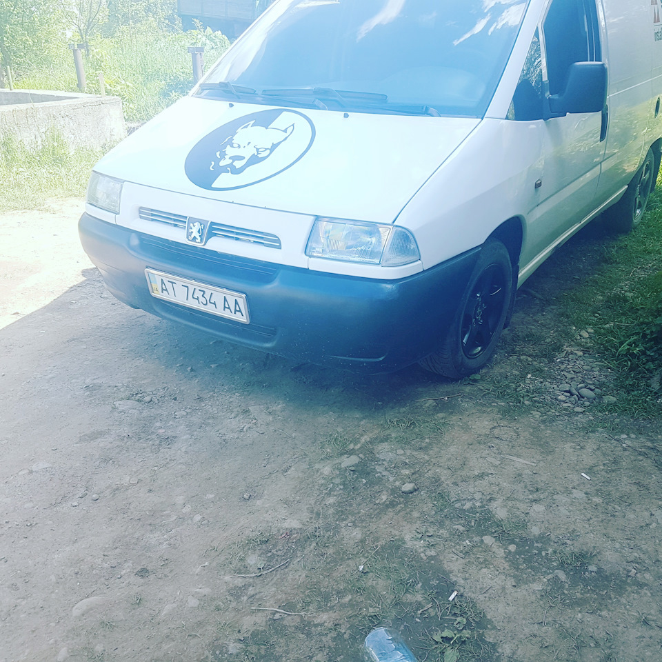 Фото піжика 1