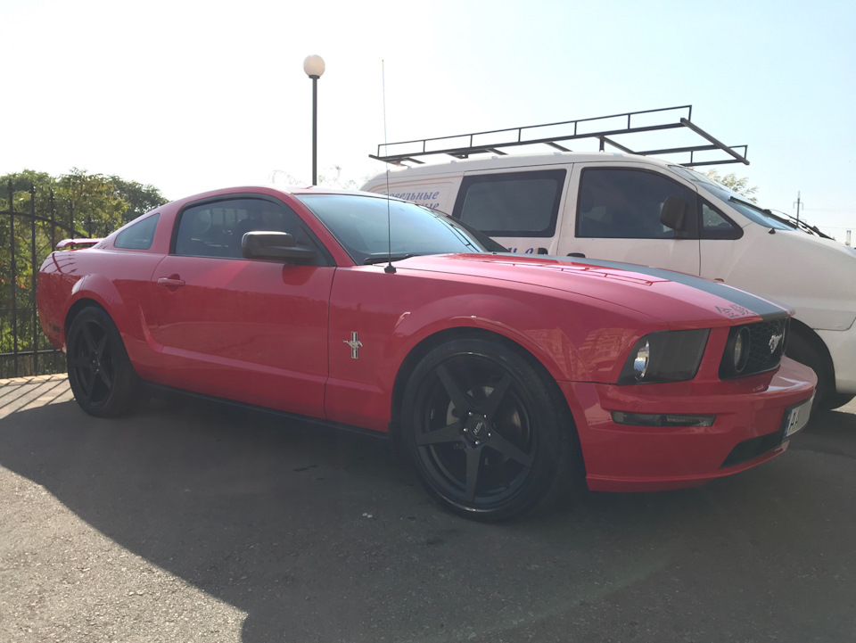 Новий вихованець ❤️🖤 Mustang 4