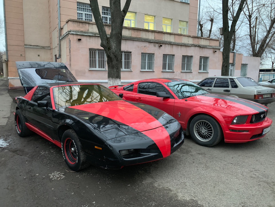 Новий вихованець ❤️🖤 Mustang 2