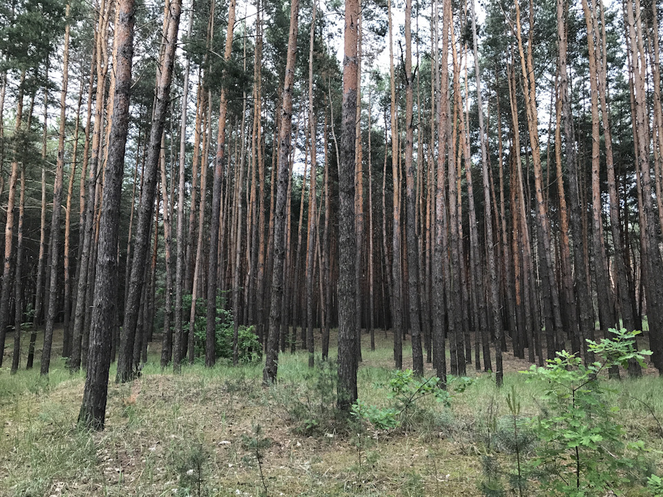 По ґрунтових доріжках та лісах) 2