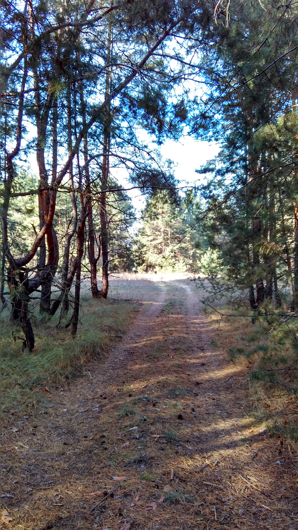 Гриби 3