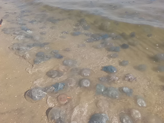 Відпочинок на морі. Залізний Порт.2018. 4