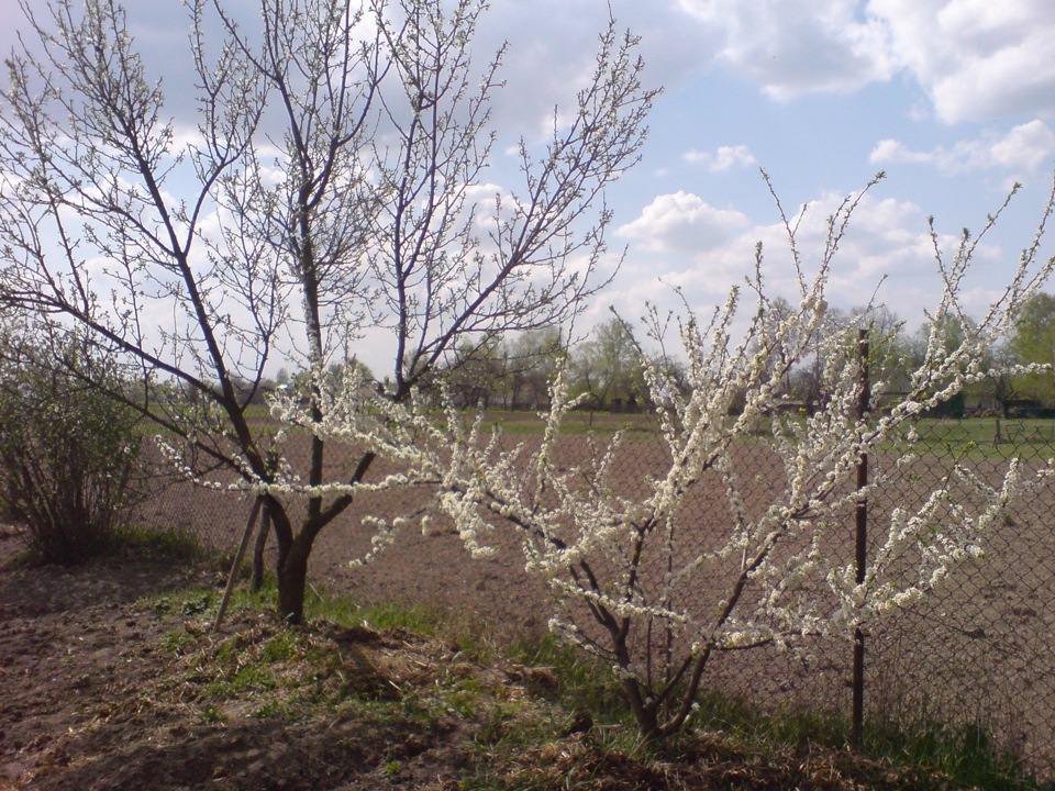 Поїздка до с.Низківка (Щорський район). 1