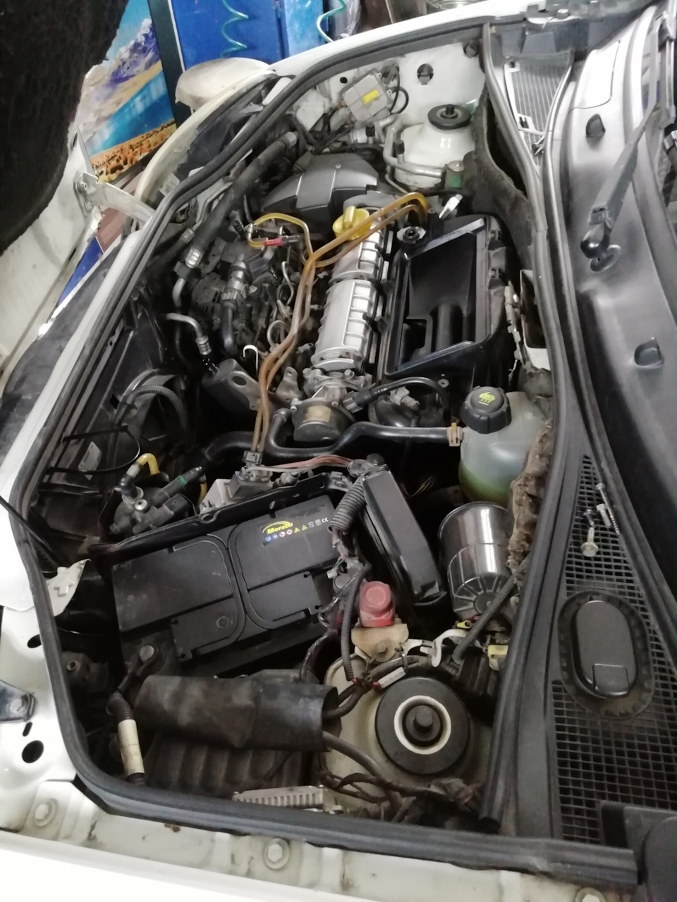 Треба Ластуню підлікувати) 4