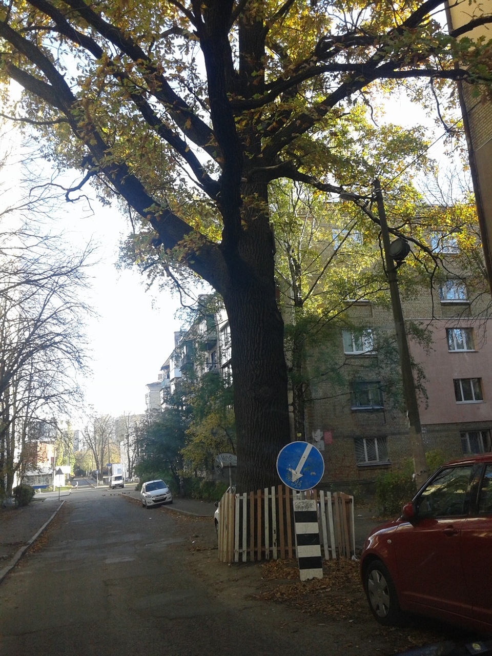 СТОРІЧНИЙ ДУБ МАЄ ПОВагу 1