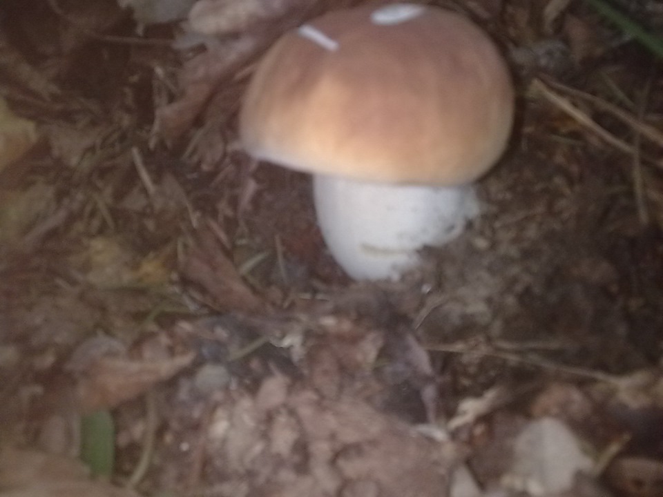 Полювання за Білими грибами)) 2