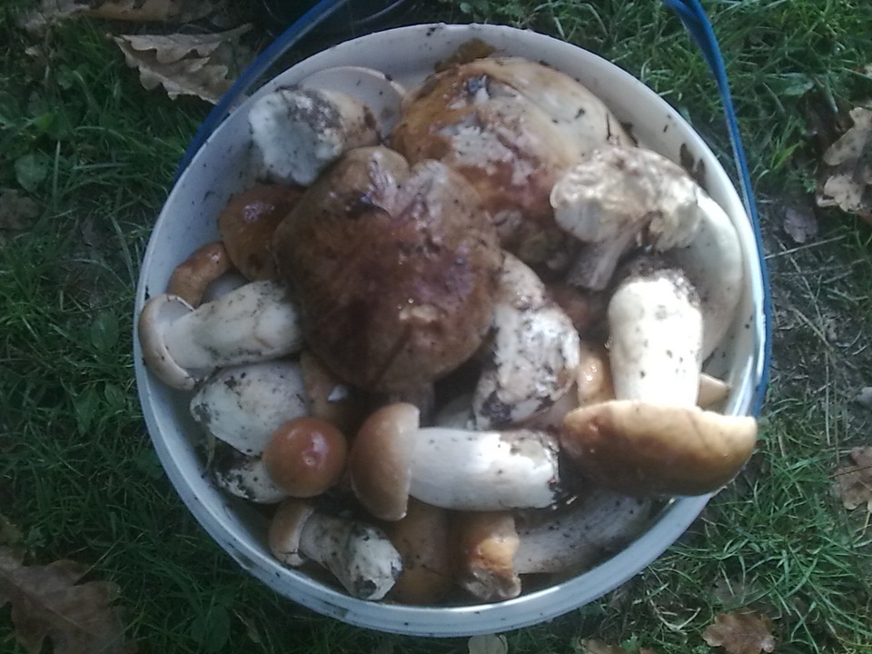 Полювання за Білими грибами)) 4