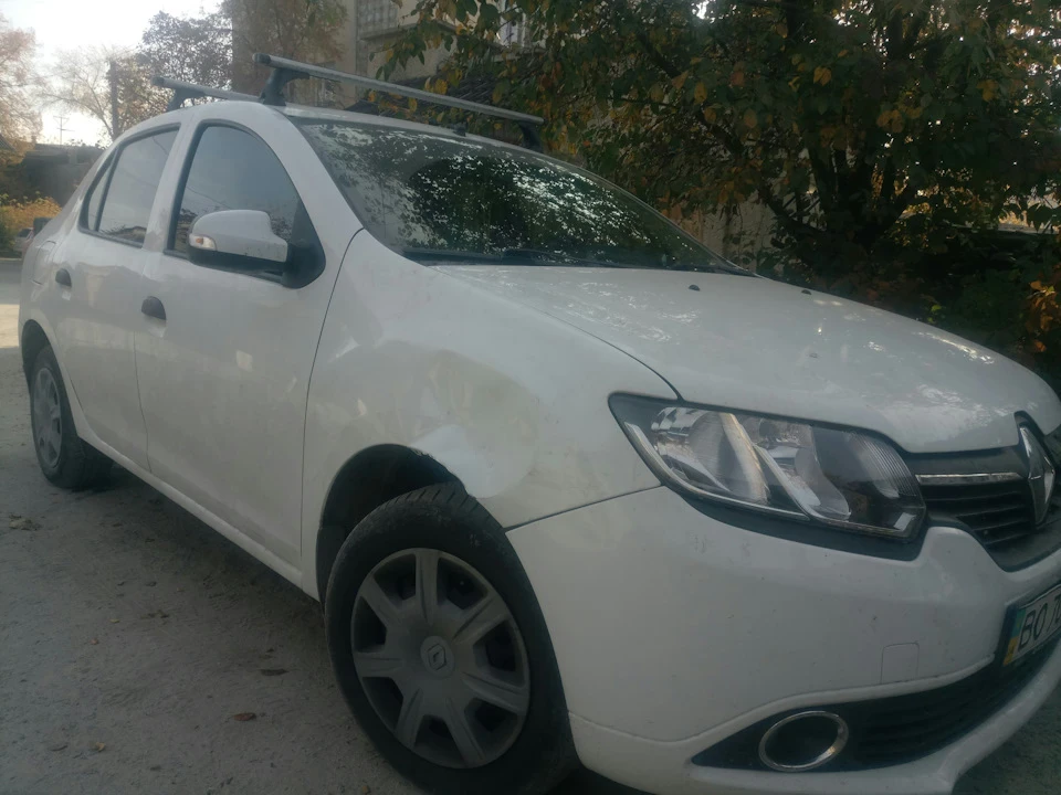Собаки наробили діл