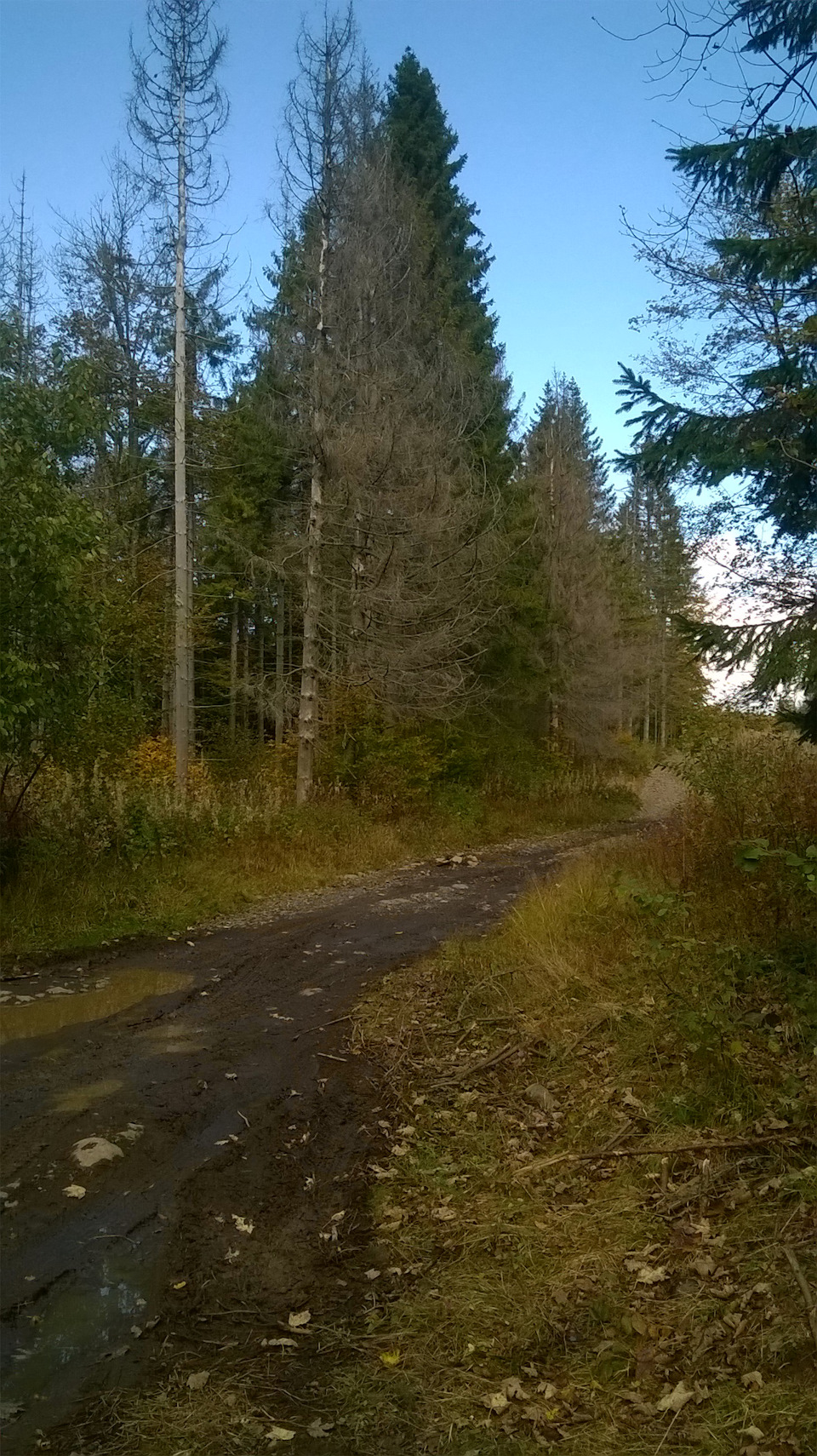 Поїздка по гриби 5